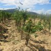Berma post land activity
